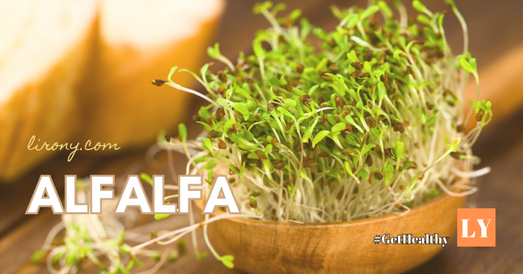 Alfalfa